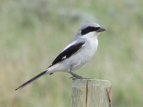 An adult Loggerhead Shrike (also known as a Butcher Bird). The species is threatened and conservation efforts are being made to increase its numbers in Saskatchewan.