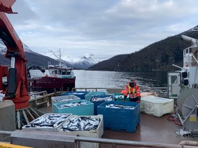 This picture taken on February 12, 2016 shows a salmon farm in Grovfjord, Troms county, Norway.