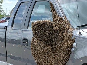 Thousands of bees swarmed a truck outside Saskatoon's south Costco location on July 6, 2019 (Photo courtesy Michelle Vilness)