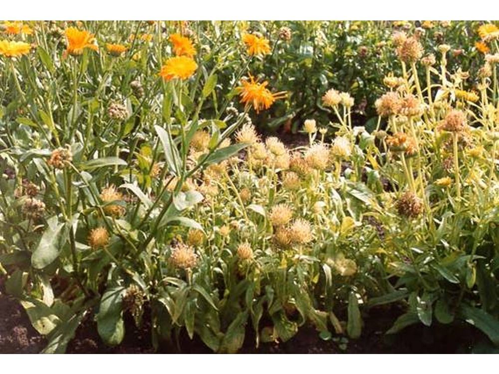 Aster Yellows – a common garden disease | The Star Phoenix