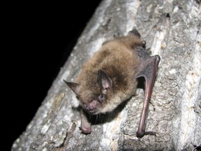 The Government of Canada listed the Little Brown Miotis bat species as endangered in 2012. Now, Parks Canada is taking action to protect them, starting with a survey on the nocturnal animals. (Photo courtesy Cory Olson)