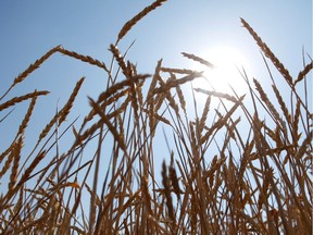 Around 900 people from more than 50 countries gathered in Saskatoon for the International Wheat Congress