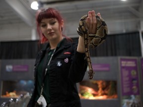 Natasha von Richter shows off a bull python at the travelling reptile show Venom at the Saskatoon Exhibition on Tuesday, August 6, 2019.