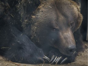 Mistaya, a massive grizzly bear at Saskatoon's Forestry Farm Park and Zoo, hangs out in his enclosure in Saskatoon, SK on Wednesday, March 27, 2019.