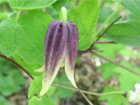 Korean Clematis. (photo by Alan Weninger)