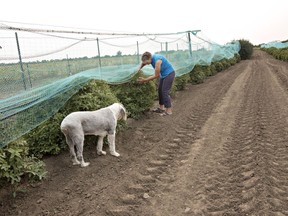 Elaine Bouvier checks her haskap berries at Bouvier's Berry Basket, the orchard and u-pick she runs near Kincaid, Saskatchewan.