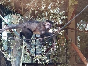 Ma the a capuchin monkey is pictured in her habitat at the Saskatoon Forestry Farm Park and Zoo in 2016. (Supplied)