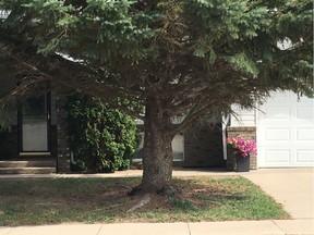 Poor plant growth under a spruce tree due to lack of water, nutrients and light. (photo by Jackie Bantle)