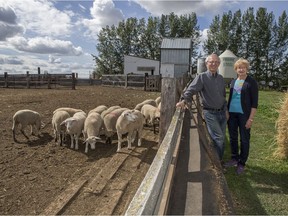 Kathe and Harry Harder stand for a photograph at their sheep farm near Calvet, SK on Thursday, August 29, 2019. The farmers are hosts with the organization Mennonite Your Way. The American-based organization connects travellers with places to rest their heads boasts and nearly 2,000 hosts around the world, including roughly 20 in Saskatchewan.
