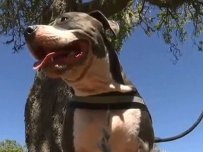 Darby the dog that saved its owner from a shark. (nbcbayarea.com screengrab)