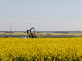 Western Canadian canola fields surrounding an oil pump jack are seen in full bloom in rural Alberta, Canada July 23, 2019.