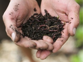 Sometimes compost is made indoors using earthworms like these "red wigglers."