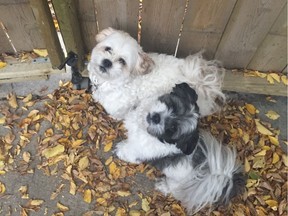 I love my dogs and my garden, but sometimes it isn't easy keeping both happy in the same yard. (photo by Vanessa Young) (for Saskatoon StarPhoenix Bridges gardening column, Sept. 20, 2019)