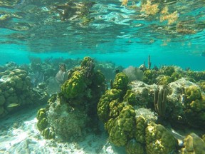 Hol Chan Marine Reserve off Caye Calker, Belize is a snorkeler's paradise. (Lori Coolican/Saskatoon StarPhoenix)