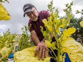 Professor Grant Wood picks a leaf from a tobacco plant, part of the first harvest of ceremonial tobacco grown at the University of Saskatchewan. Photo taken in Saskatoon, SK on Wednesday, September 25, 2019.