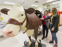 Carolyn Cartwright (left) demonstrates how Agnes, a cow simulator, can be used with third-year veterinary student Mattie Smith.