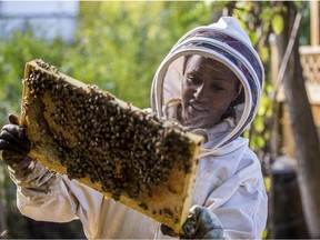 Crystal Mayes inspects on of her hives.  Mayes is an urban beekeeper. She owns and maintains hives in her backyard. With some of the bee byproducts, she makes beauty products, BE Honey. Photo taken in Saskatoon, SK on Wednesday, September 18, 2019.
