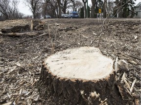 Residents were upset by the number of trees cut down to make way for a widening of the Meewasin Valley Trail along Spadina Crescent East as seen in this photo taken in Saskatoon, SK on Monday, April 17, 2017.