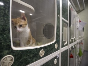 A cat in the cat holding area of the SPCA in Saskatoon, SK on Friday, July 7, 2017.