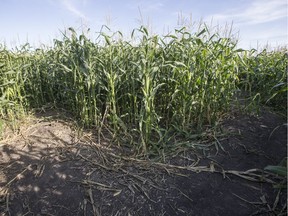 The corn maze at the Saskatoon Italian Cultural Centre.