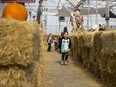 Jordyn (last name withheld), age 6, nears the end of the pumpkin maze at Dutch growers in Saskatoon, SK on Saturday, October 6, 2018.