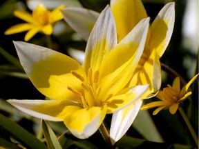 Plant hardy, tough-as-nails Tulipa tarda today for an early spring display. (Photo by Flemming Christiansen)