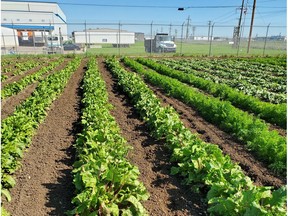 The Urban Camp at the Saskatoon Correctional Centre plants a vegetable garden annually and provides fresh produce to three organizations in the community. This year, they harvested 18,000 pounds of vegetables, including 14,000 pounds of potatoes.
