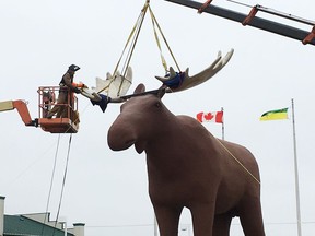 A crew works on hoisting up a new rack of antlers for Moose Jaw, Saskatchewan's "Mac the Moose" on Tuesday, October 8, 2019, officially making him the tallest moose statue in the world after a friendly feud with Norway.