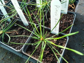 Korean pine (Pinus koraiensis) seedlings, germinated by cold stratification. (photo by Alan Weninger)