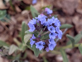 Blue flowers of soft lungwort. (Photo by Sara Williams)