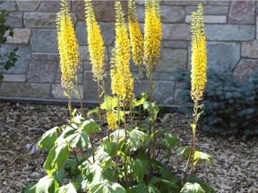 Ligularia stencephala (Photo by Sara Williams) (for Saskatoon StarPhoenix Bridges gardening column, Dec. 6, 2019)