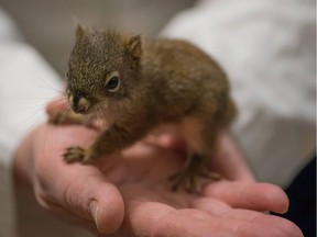 A squirrel at the Living Sky Wildlife Rehabilitation in Saskatoon, which takes in injured or orphaned animals to heal before being released back into their natural habitat. (Supplied photo by Krista Trinder)