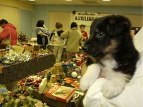 Animals like Dakota, pictured here as a tenant of the SPCA back in December 2005, benefit from the annual Christmas for the Animals Open House, which helps fund surgeries for adoptable pets through the proceeds from sales of crafts and baking donated to the organization.