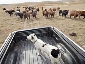 Cattle raised in a regenerative agriculture system, like those at Box H Farm, have a positive environmental impact and help grasslands capture carbon.