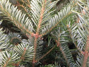 White lines on the underside of Fraser fir needles.