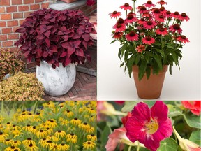 Clockwise from top left: 'Main Street Beale Street' Coleus, Sombrero (r) Baja Burgundy coneflower, 'Tip Top Rose' nasturtium and 'American Gold Rush' black-eyed Susan. (Photo courtesy All-America Selections)