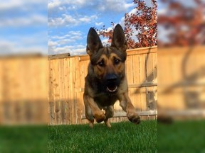 Saskatoon police service dog Bam was credited with helping to arrest a man armed with a knife after he allegedly stole an iPad from a fast-food restaurant.