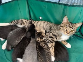 One of the two litters that Sherbrooke Community Centre residents helped foster. (Alison Fox)