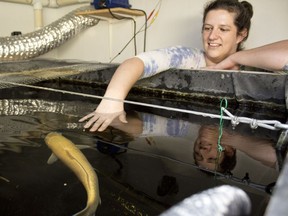 Tanks full of large koi fish are helping fuel Mary Erickson's farm of the future at Campbell Greenhouses in Anaheim, Saskatchewan.