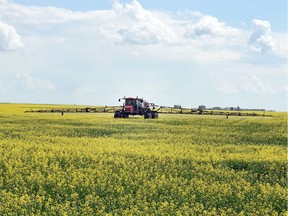 Saskatchewan grows about a third of the world's canola. It is the one of the province's most important cash crops.