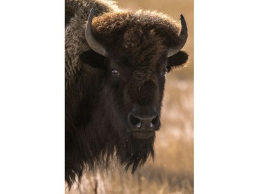 A plains bison in Grasslands National Park on Nov. 6, 2019.