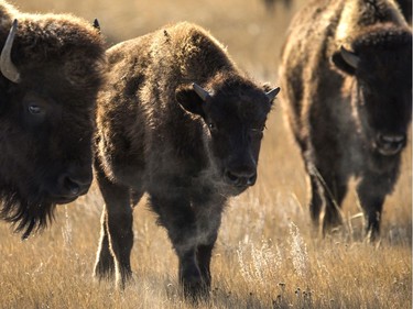 Plains bison in Grasslands National Park on Nov. 6 2019.