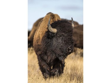 Plains bison in Grasslands National Park, SK on Nov. 6, 2019.