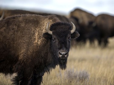 Plains bison in Grasslands National Park on Nov. 6, 2019.