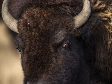 A plains bison in Grasslands National Park, SK on Wednesday, November 6, 2019.