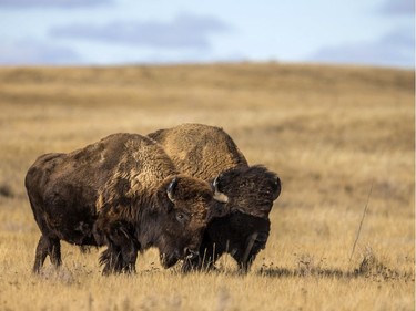 Plains bison in Grasslands National Park on Nov. 6, 2019.