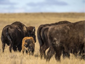 Plains bison in Grasslands National Park on Nov. 6, 2019.