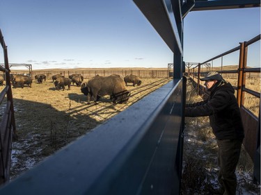 "They're a pretty neat animal to be around. They have a really wild nature to them that they've held onto through 150 years of a lot of hardship. As long as we respect them, they respect us, we can work with the animals and hopefully make their future strong." — Ryan Hayes, bison operations coordinator with Park Canada, pictured here with the Grasslands herd