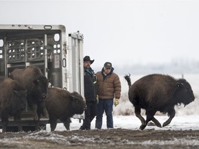 Craig Thoms, left, Wanuskewin bison manager, and Ernie Walker, Wanuskewin Park Founder, unload 6 plains bison, transported from Grasslands National Park, during a private ceremony at Wanuskewin Heritage Park near Saskatoon, on Dec. 7, 2019. (Liam Richards / Saskatoon StarPhoenix)