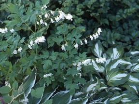 The white flowers of bleeding heart form a "colour echo" with the white of the hosta leaves. (photo by Sara Williams)